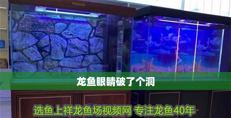 龍魚眼睛破了個洞