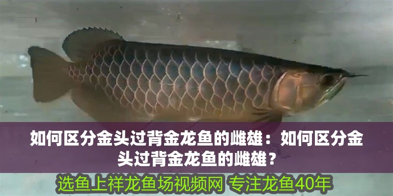 如何區分金頭過背金龍魚的雌雄：如何區分金頭過背金龍魚的雌雄？
