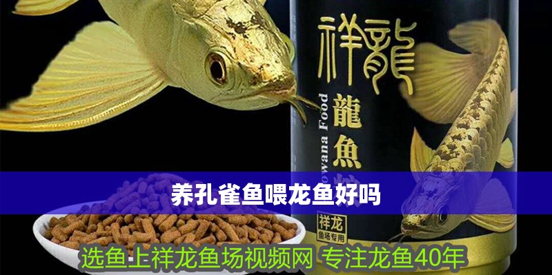 養(yǎng)孔雀魚喂龍魚好嗎