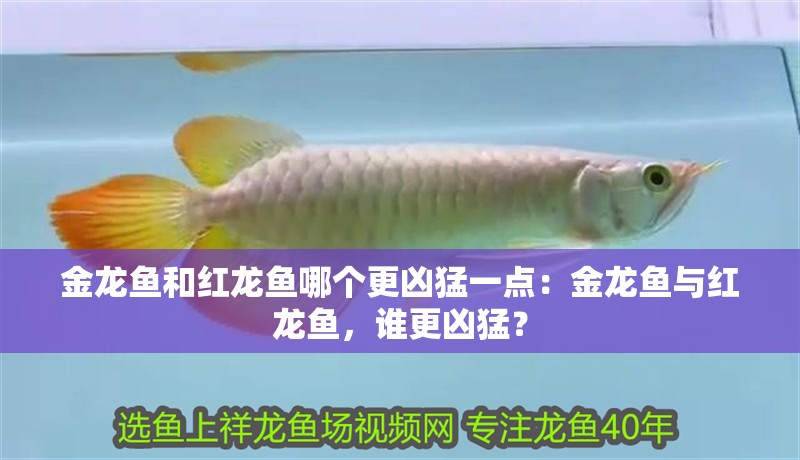 金龍魚和紅龍魚哪個更兇猛一點：金龍魚與紅龍魚，誰更兇猛？