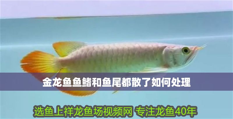 金龍魚魚鰭和魚尾都散了如何處理