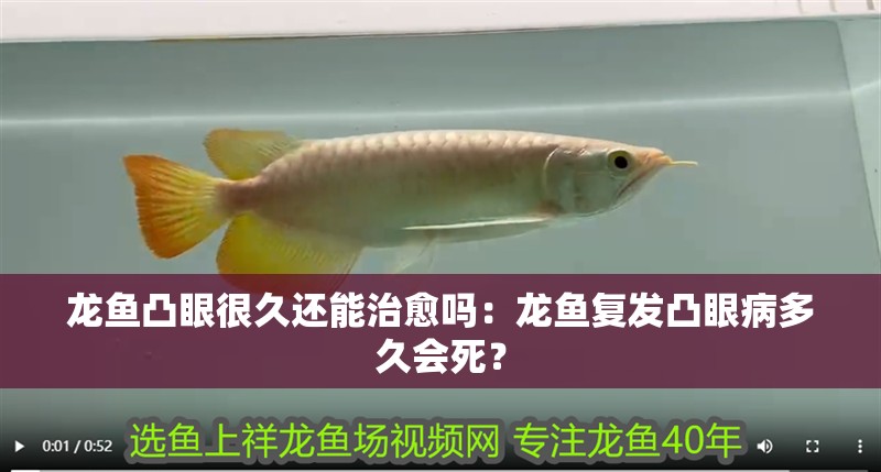 龍魚凸眼很久還能治愈嗎：龍魚復發凸眼病多久會死？