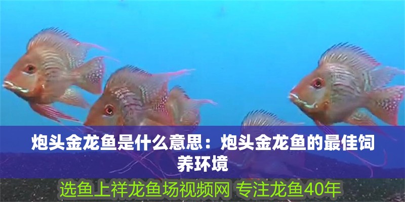 炮頭金龍魚是什么意思：炮頭金龍魚的最佳飼養環境