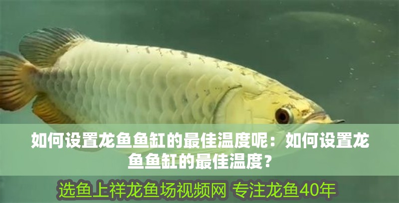 給大魚缸換水的作文:體驗給大魚缸換水的樂趣:體驗給大魚缸換水:給大魚缸換水的作文 如何設置龍魚魚缸的最佳溫度呢:如何設置龍魚魚缸的最佳溫度? 水族問答 如何設置龍魚魚缸的最佳溫度呢:如何設置龍魚魚缸的最佳溫度? 如何設置龍魚魚缸的最佳溫度呢:如何設置龍魚魚缸的最佳溫度? 水族問答