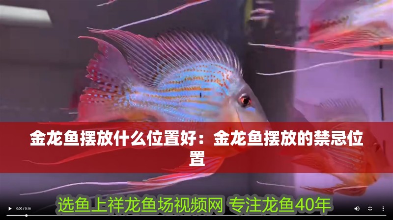 金龍魚擺放什么位置好：金龍魚擺放的禁忌位置