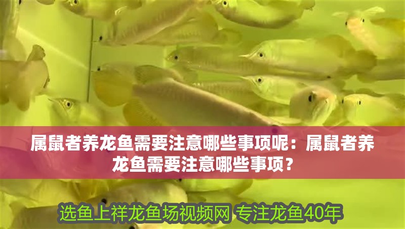 屬鼠者養龍魚需要注意哪些事項呢：屬鼠者養龍魚需要注意哪些事項？