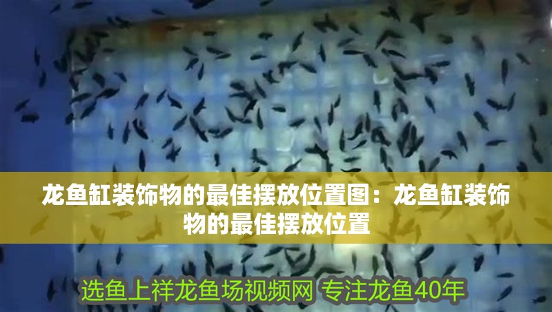 龍魚缸裝飾物的最佳擺放位置圖：龍魚缸裝飾物的最佳擺放位置