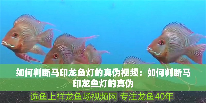 如何判斷馬印龍魚燈的真偽視頻：如何判斷馬印龍魚燈的真偽