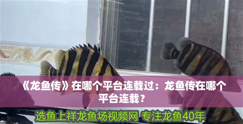 《龍魚傳》在哪個平臺連載過：龍魚傳在哪個平臺連載？