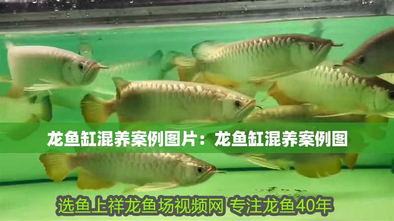 龍魚缸混養案例圖片：龍魚缸混養案例圖