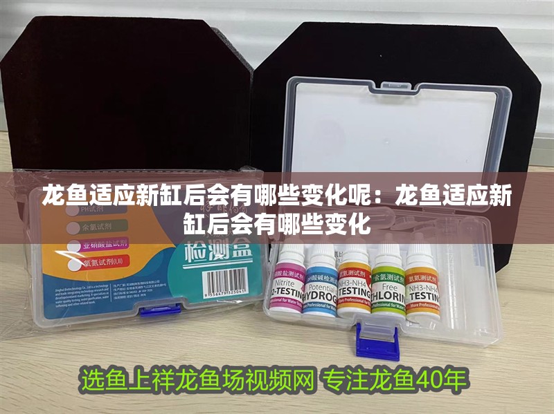 龍魚適應新缸后會有哪些變化呢：龍魚適應新缸后會有哪些變化