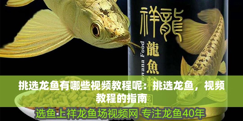 挑選龍魚有哪些視頻教程呢：挑選龍魚，視頻教程的指南