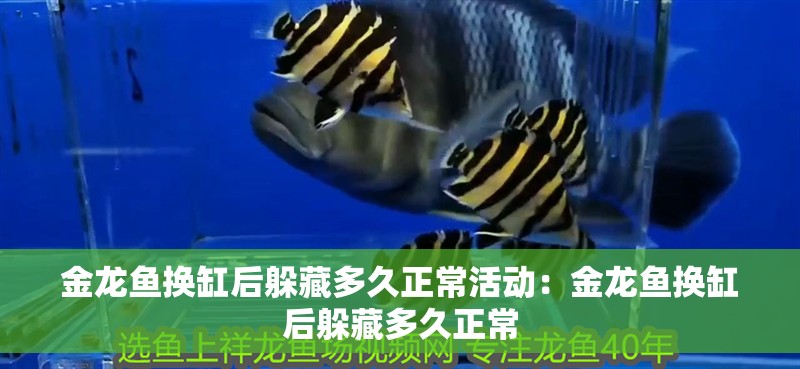 金龍魚(yú)換缸后躲藏多久正常活動(dòng)：金龍魚(yú)換缸后躲藏多久正常