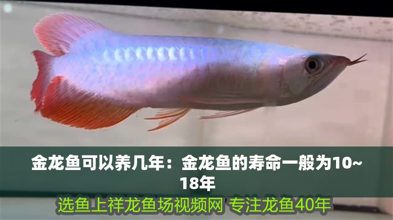 金龍魚可以養幾年：金龍魚的壽命一般為10~18年 金龍魚可以養幾年：金龍魚的壽命一般為10~18年 龍魚百科 第1張