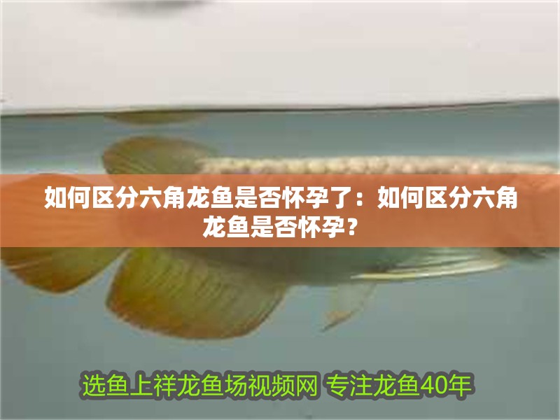 如何區分六角龍魚是否懷孕了：如何區分六角龍魚是否懷孕？