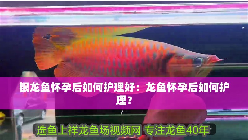 銀龍魚懷孕后如何護理好：龍魚懷孕后如何護理？
