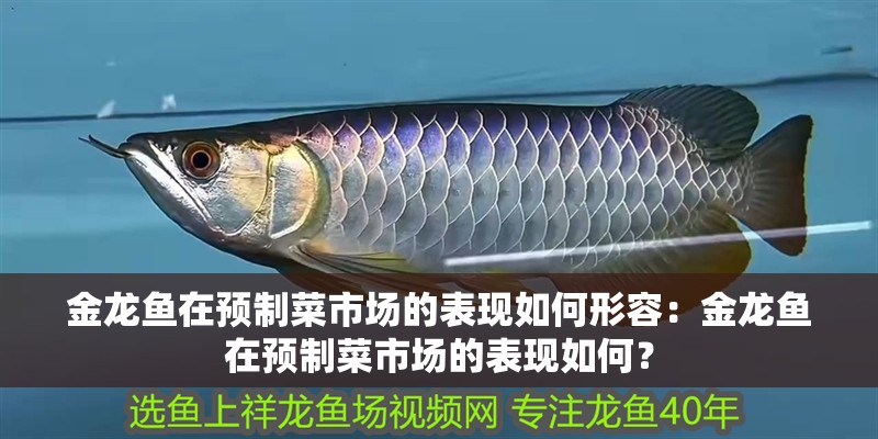 金龍魚在預制菜市場的表現如何形容：金龍魚在預制菜市場的表現如何？
