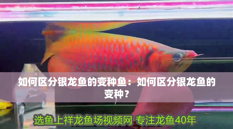 如何區(qū)分銀龍魚(yú)的變種魚(yú)：如何區(qū)分銀龍魚(yú)的變種？ 如何區(qū)分銀龍魚(yú)的變種魚(yú)：如何區(qū)分銀龍魚(yú)的變種？ 水族問(wèn)答