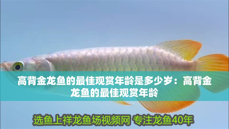 高背金龍魚的最佳觀賞年齡是多少歲：高背金龍魚的最佳觀賞年齡