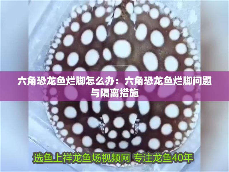 六角恐龍魚(yú)爛腳怎么辦：六角恐龍魚(yú)爛腳問(wèn)題與隔離措施