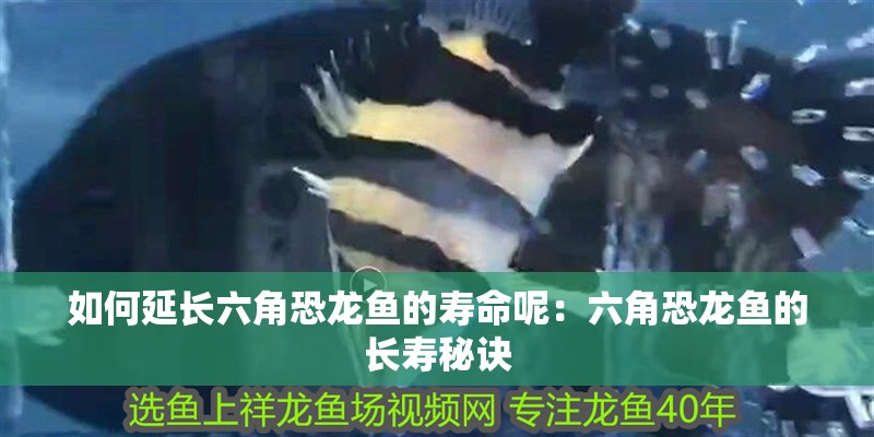 如何延長六角恐龍魚的壽命呢：六角恐龍魚的長壽秘訣