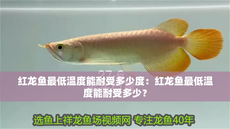 紅龍魚最低溫度能耐受多少度：紅龍魚最低溫度能耐受多少？
