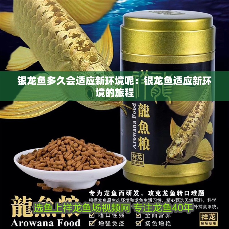 銀龍魚多久會適應新環境呢：銀龍魚適應新環境的旅程