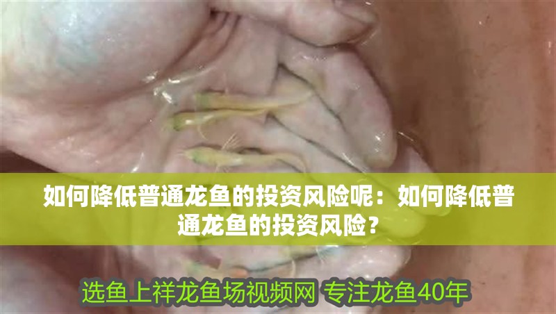 如何降低普通龍魚的投資風(fēng)險呢：如何降低普通龍魚的投資風(fēng)險？