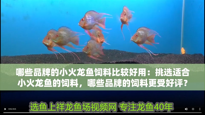哪些品牌的小火龍魚飼料比較好用：挑選適合小火龍魚的飼料，哪些品牌的飼料更受好評？