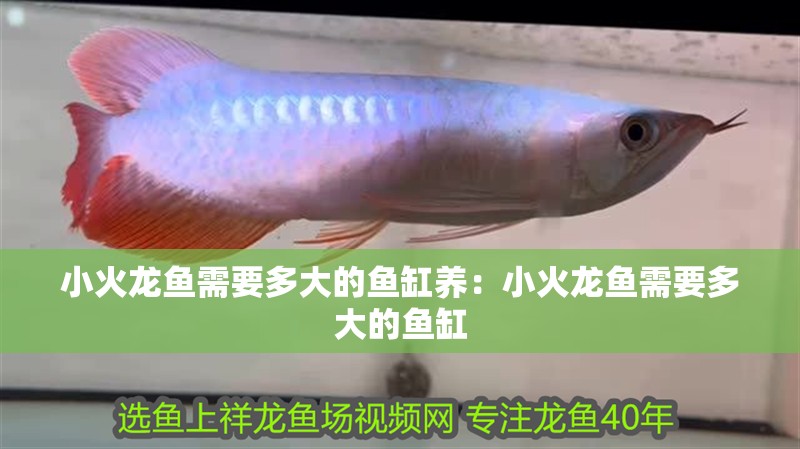 小火龍魚需要多大的魚缸養：小火龍魚需要多大的魚缸