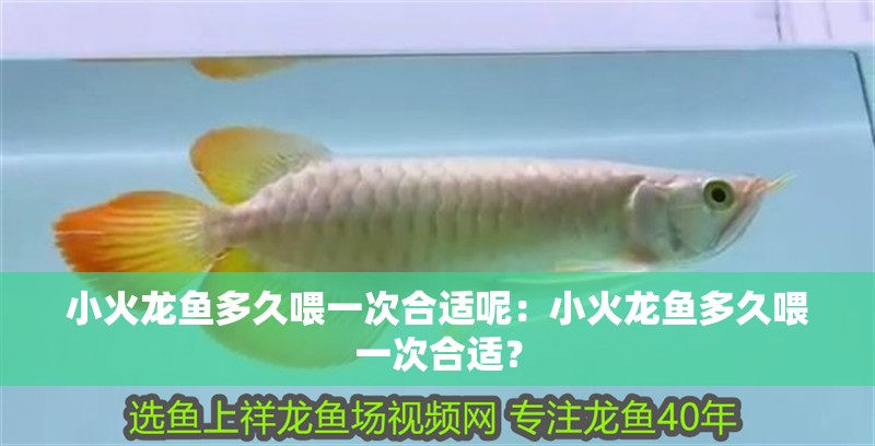 小火龍魚多久喂一次合適呢：小火龍魚多久喂一次合適？