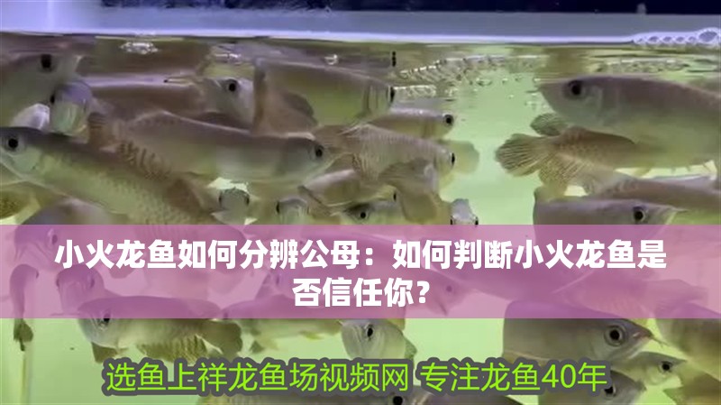 小火龍魚如何分辨公母：如何判斷小火龍魚是否信任你？