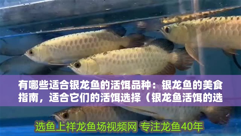 有哪些適合銀龍魚的活餌品種：銀龍魚的美食指南，適合它們的活餌選擇（銀龍魚活餌的選擇）