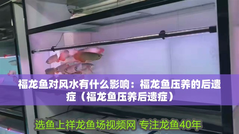 福龍魚對風水有什么影響：福龍魚壓養的后遺癥（福龍魚壓養后遺癥） 福龍魚對風水有什么影響：福龍魚壓養的后遺癥（福龍魚壓養后遺癥） 水族問答