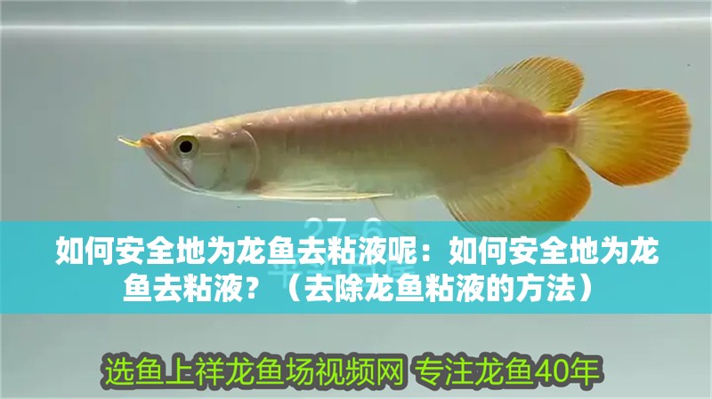 如何安全地為龍魚(yú)去粘液呢：如何安全地為龍魚(yú)去粘液？（去除龍魚(yú)粘液的方法）