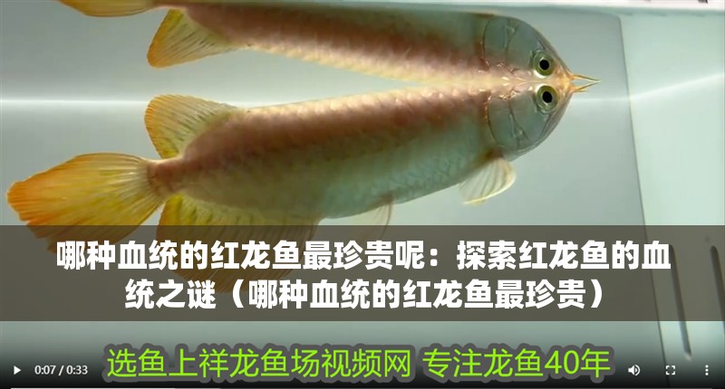 哪種血統的紅龍魚最珍貴呢：探索紅龍魚的血統之謎（哪種血統的紅龍魚最珍貴）