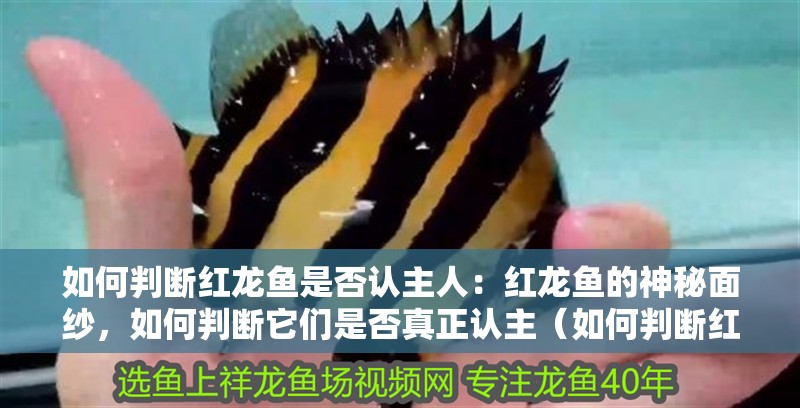 如何判斷紅龍魚(yú)是否認(rèn)主人：紅龍魚(yú)的神秘面紗，如何判斷它們是否真正認(rèn)主（如何判斷紅龍魚(yú)是否真正認(rèn)主）