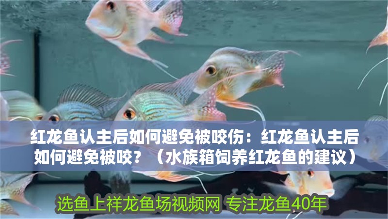 紅龍魚認主后如何避免被咬傷：紅龍魚認主后如何避免被咬？（水族箱飼養紅龍魚的建議）