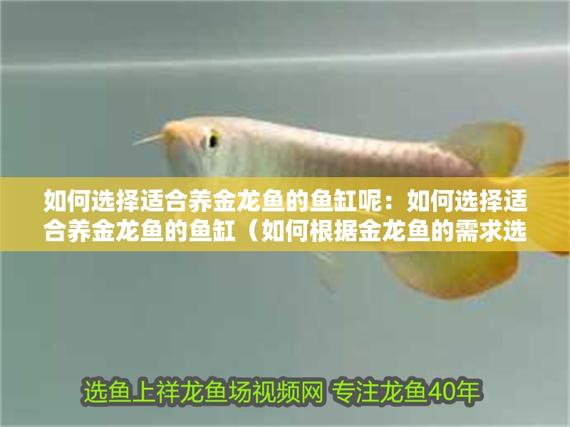 如何選擇適合養金龍魚的魚缸呢：如何選擇適合養金龍魚的魚缸（如何根據金龍魚的需求選擇適合的魚缸）