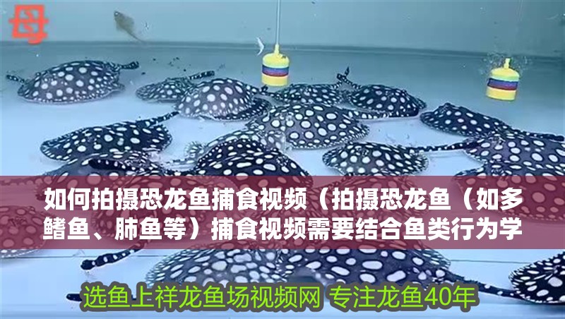 如何拍攝恐龍魚(yú)捕食視頻（拍攝恐龍魚(yú)（如多鰭魚(yú)、肺魚(yú)等）捕食視頻需要結(jié)合魚(yú)類行為學(xué)知識(shí)、合適的設(shè)備以及耐心）
