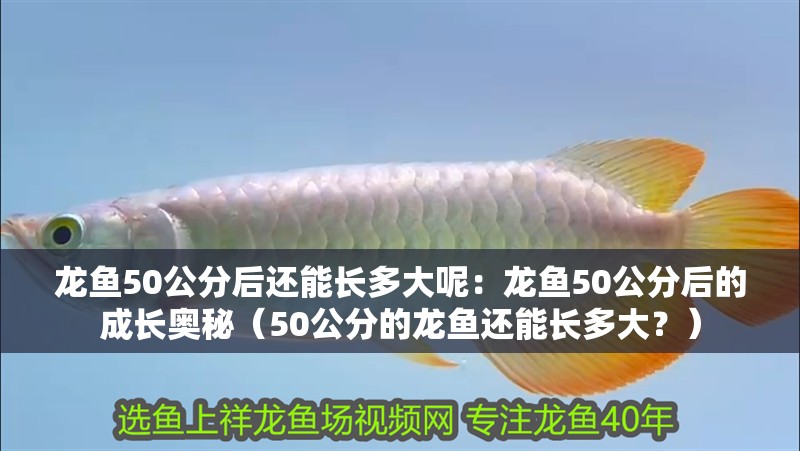 龍魚50公分后還能長多大呢：龍魚50公分后的成長奧秘（50公分的龍魚還能長多大？）