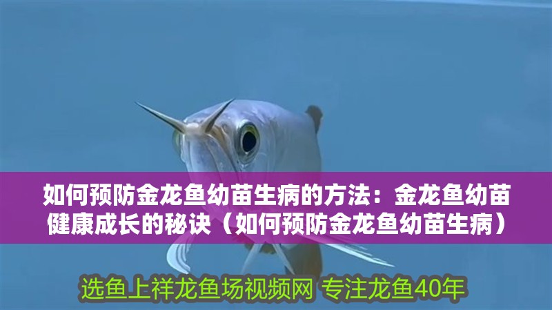 如何預(yù)防金龍魚(yú)幼苗生病的方法：金龍魚(yú)幼苗健康成長(zhǎng)的秘訣（如何預(yù)防金龍魚(yú)幼苗生病）