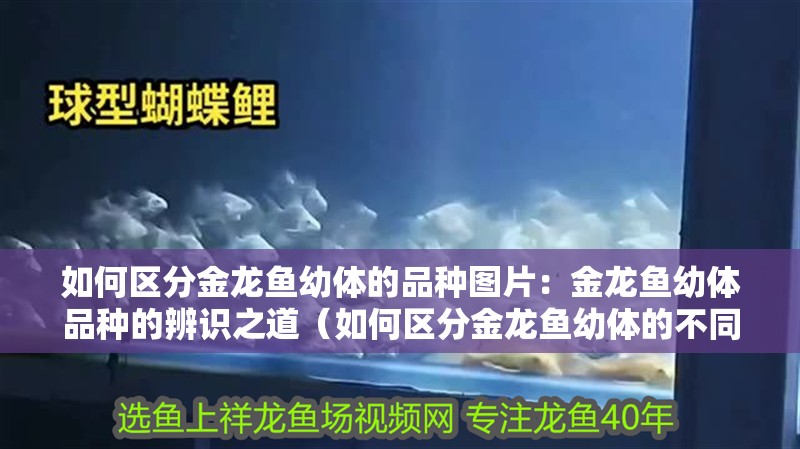 如何區(qū)分金龍魚幼體的品種圖片：金龍魚幼體品種的辨識(shí)之道（如何區(qū)分金龍魚幼體的不同品種）