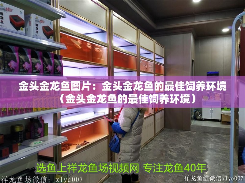 金頭金龍魚圖片：金頭金龍魚的最佳飼養環境（金頭金龍魚的最佳飼養環境）