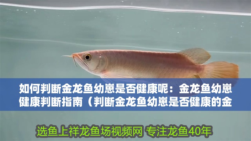 如何判斷金龍魚幼崽是否健康呢：金龍魚幼崽健康判斷指南（判斷金龍魚幼崽是否健康的金龍魚幼崽的健康狀態是否健康）