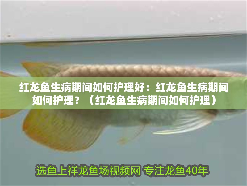 紅龍魚生病期間如何護(hù)理好：紅龍魚生病期間如何護(hù)理？（紅龍魚生病期間如何護(hù)理）
