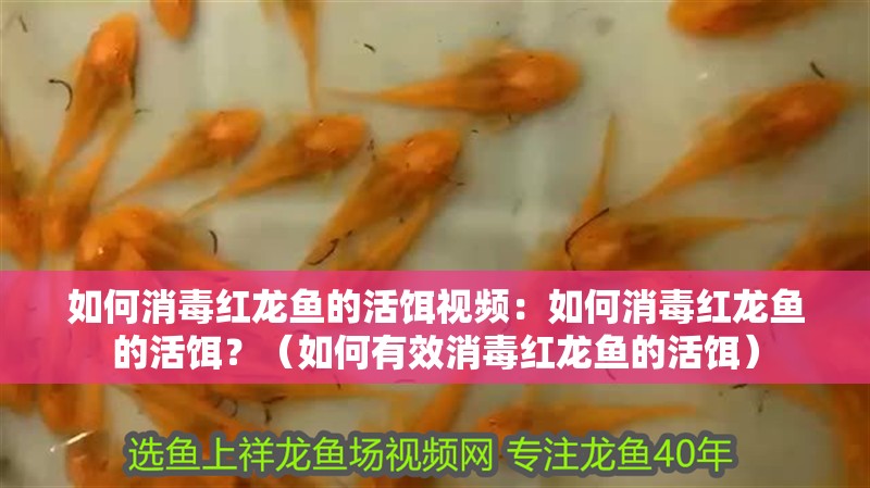 如何消毒紅龍魚的活餌視頻：如何消毒紅龍魚的活餌？（如何有效消毒紅龍魚的活餌）