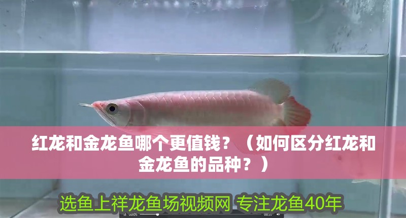 紅龍和金龍魚哪個更值錢？（如何區分紅龍和金龍魚的品種？）