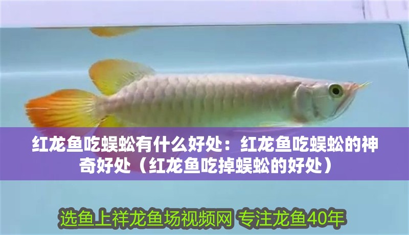 紅龍魚吃蜈蚣有什么好處：紅龍魚吃蜈蚣的神奇好處（紅龍魚吃掉蜈蚣的好處）