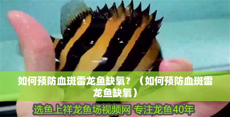 如何預防血斑雷龍魚缺氧？（如何預防血斑雷龍魚缺氧）
